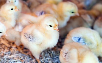 Identification of Defective Chicks